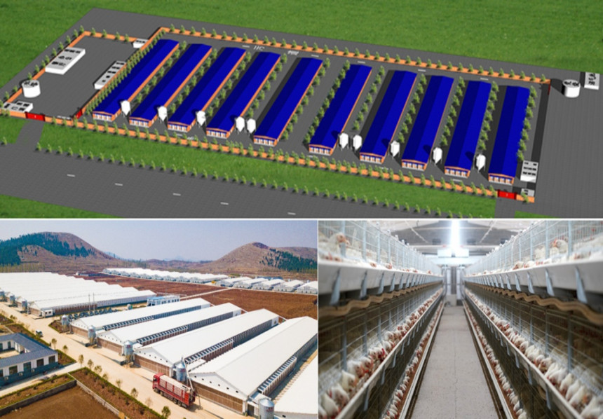 Стандартизированные трехмерные бройлерные фермы