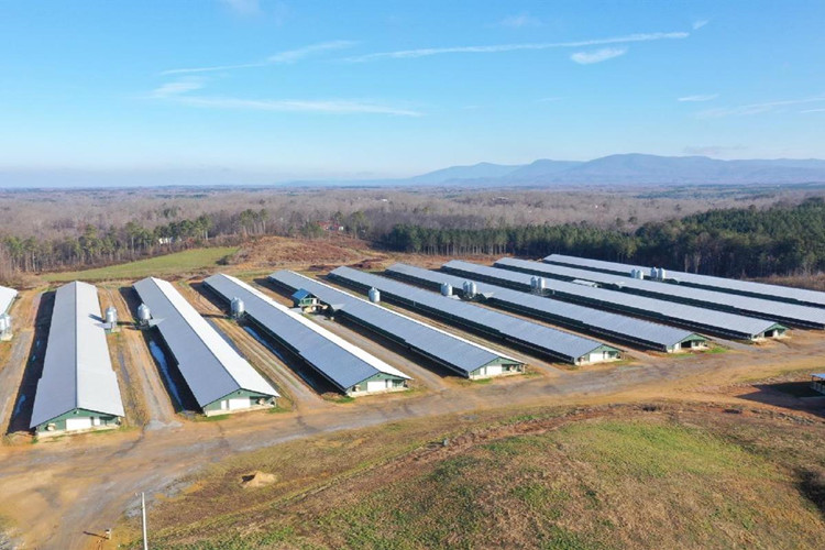 большие цыплята-бройлеры ферма