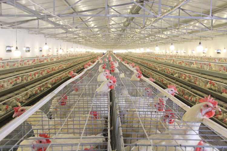 Дом заводчика