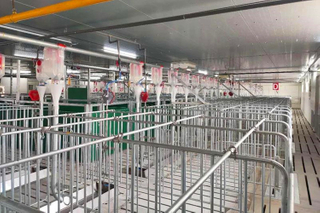 Новая селекционная свиноводная ферма изготовлена ​​изготовленная стальная рама гальванизации 