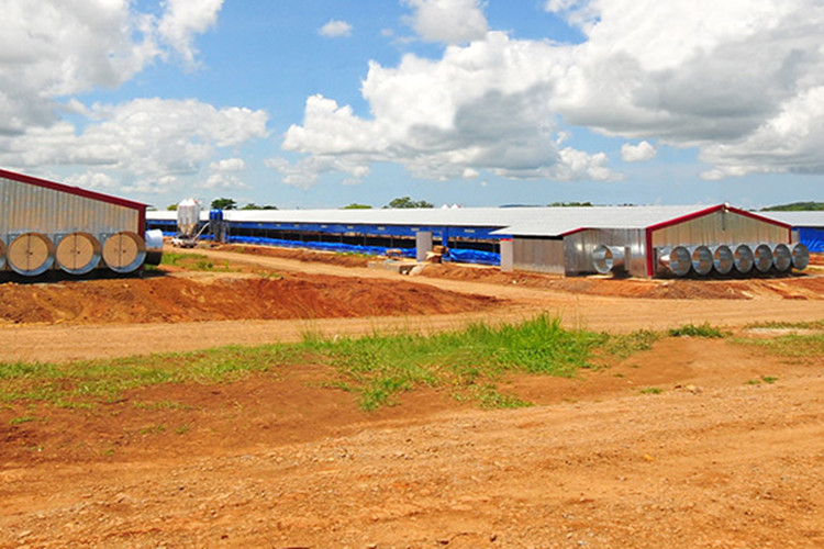 Решения птицефабрика