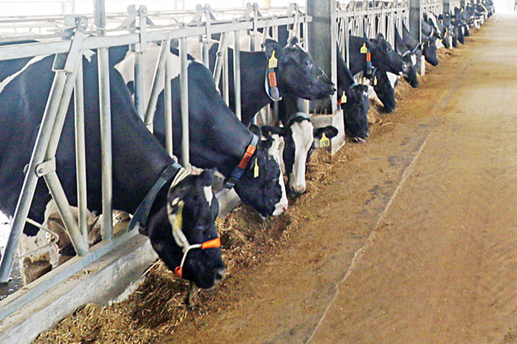 Молочная ферма