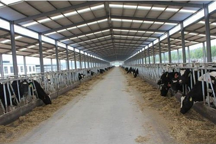 корова сарай