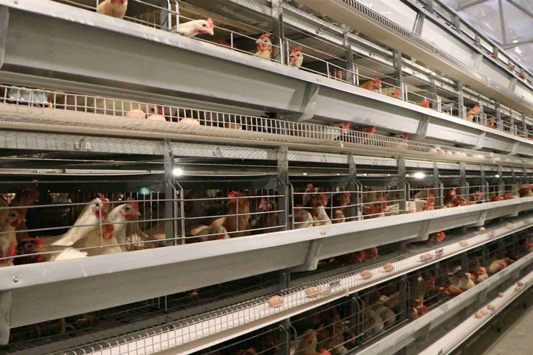 батарея клетки