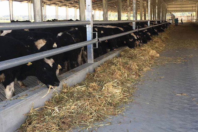 крупный рогатый скот