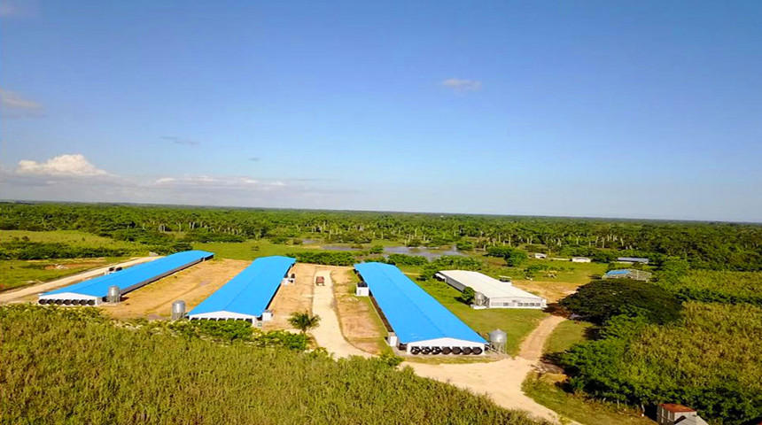 куриная ферма для бройлера