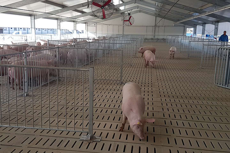 Сборный стальной сарай для электронной свиноводческой фермы