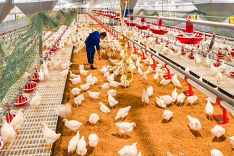 мясные птицы