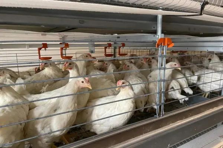 Корм для клетки