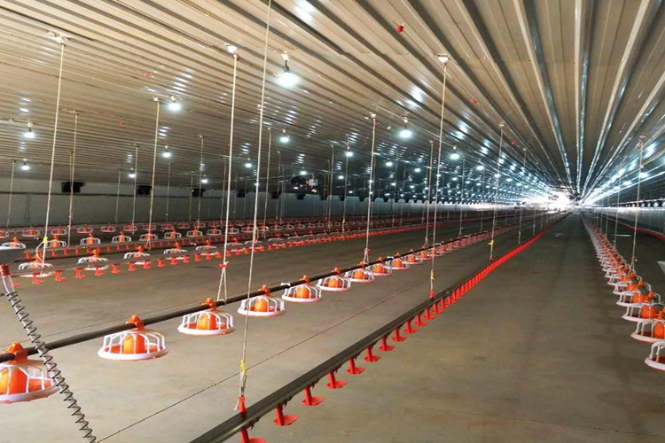 Автоматическая куриная ферма