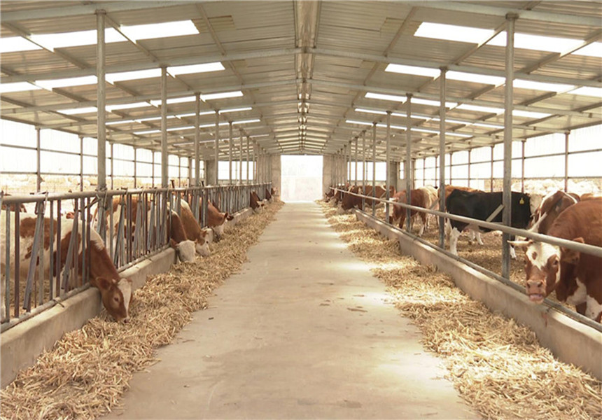 мясная корова