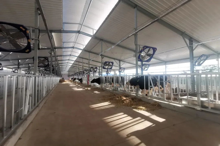 корова сарай