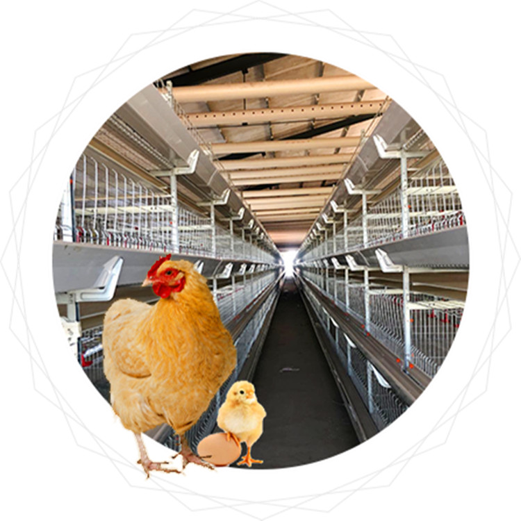 бройлер и слой