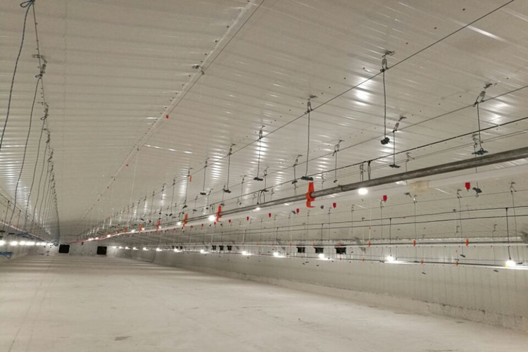 Брольлер птицеводство