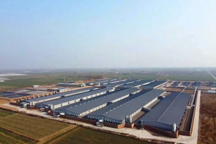 EPC свиная ферма