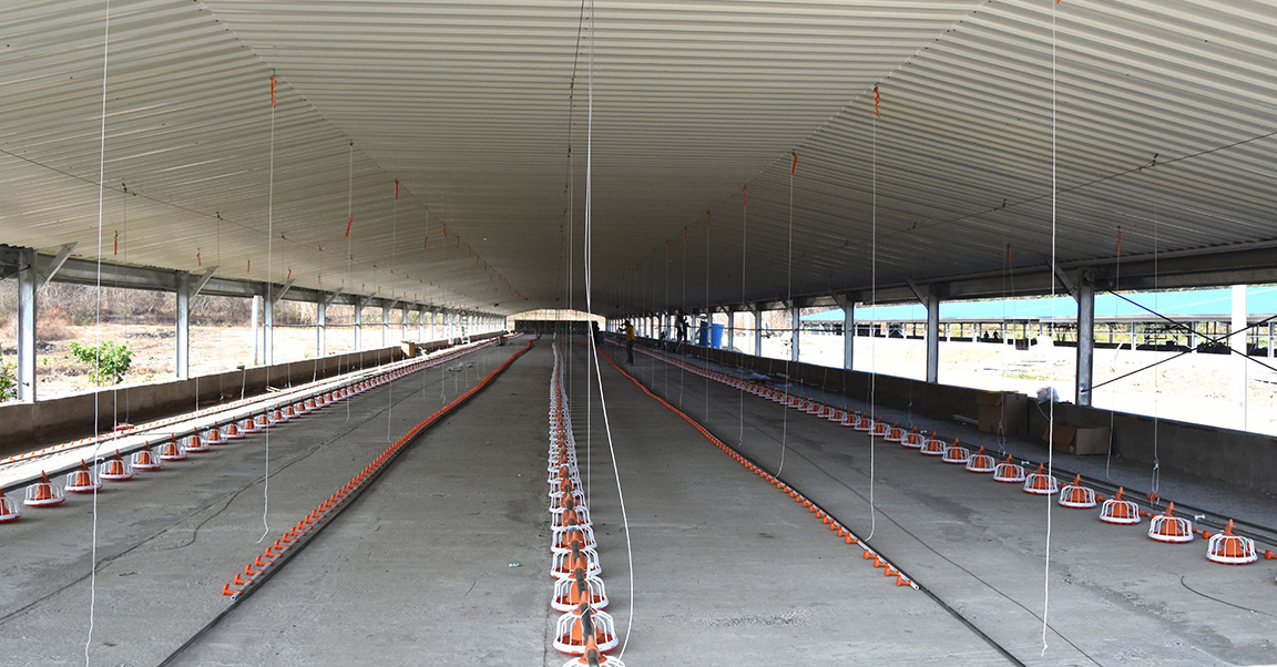 Бройлер-чиккен-хаус2