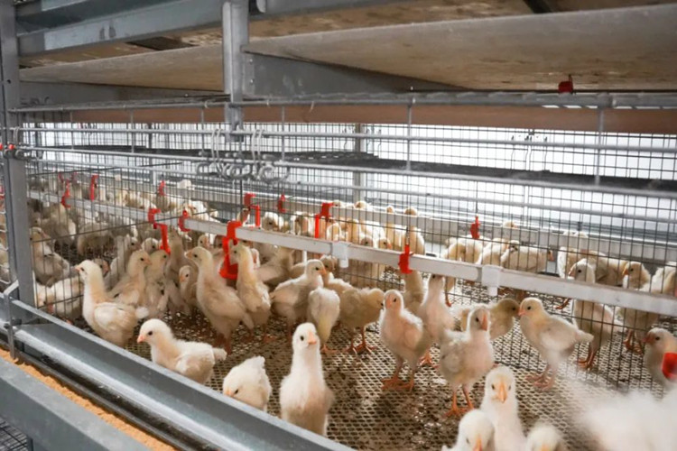 однодневная курица