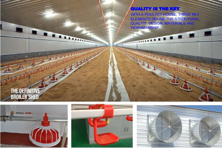 цыплята -бройлер