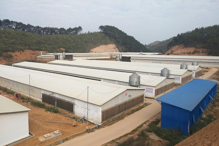 куриная ферма