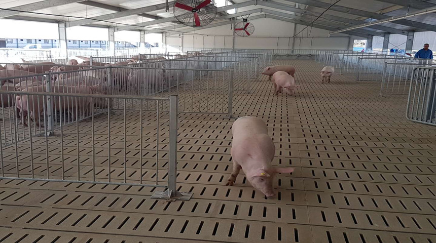 свиноводная ферма