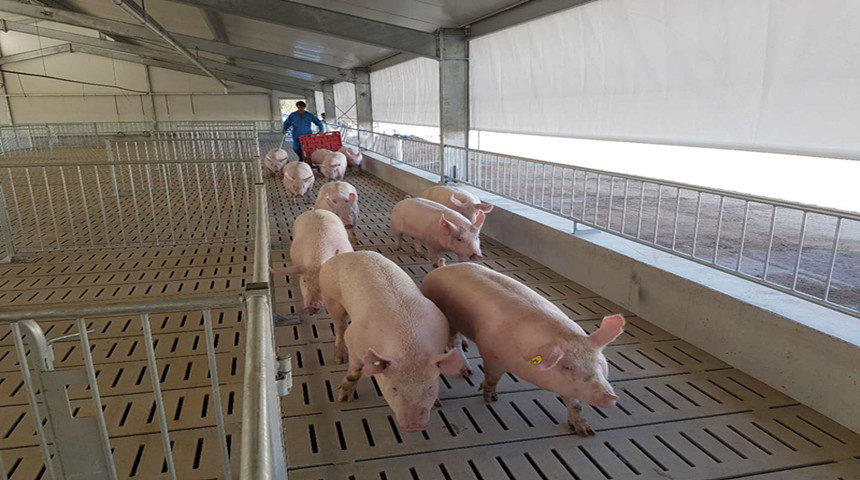 Электронная свиноводная ферма, кормящая свинью, в Австралии