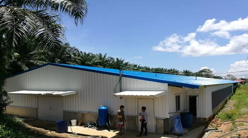 Куриная ферма