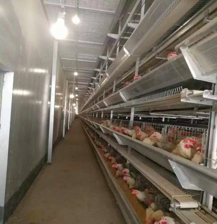 Клетка кормления куриного дома