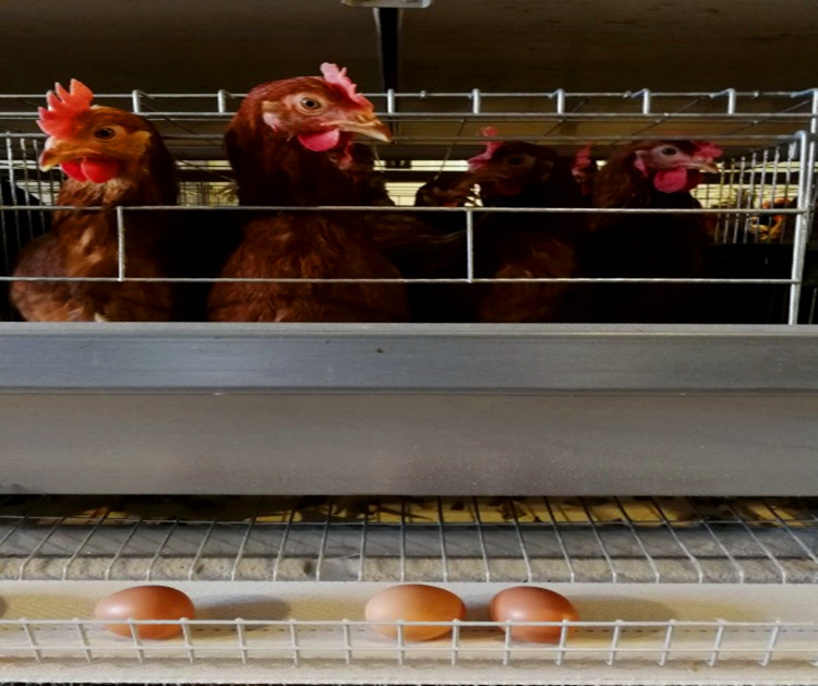 Производство куриных яиц