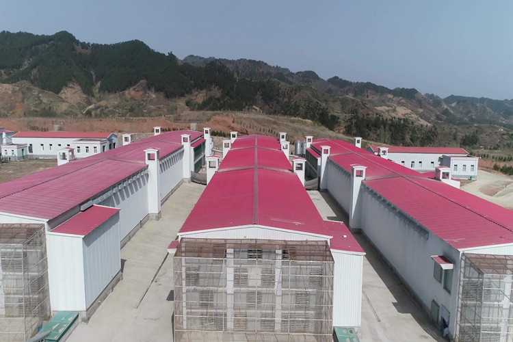 птицеферма