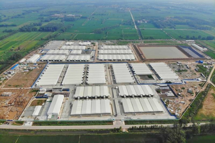 Современная свиновая ферма