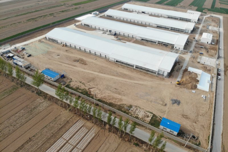 бройлер дом