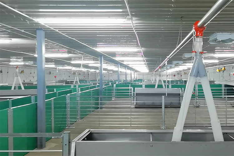 Свинька сарая