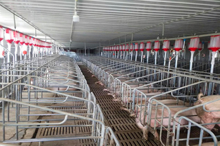 Раствор для размножения свиньи стальная конструкция свиньи фермы