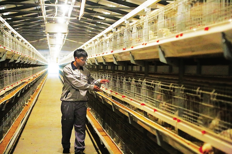 Система кормления клетки