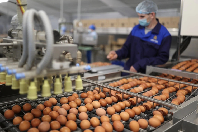 яичная упаковка