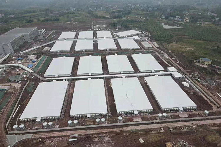 пушечные свиньи