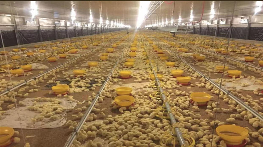 мясной куриный дом