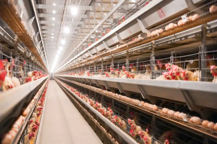 куриная клетка