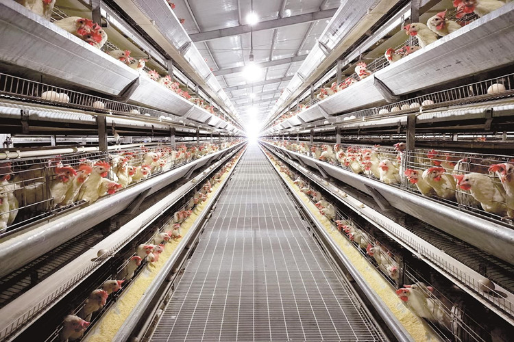 куриные птицы в клетке