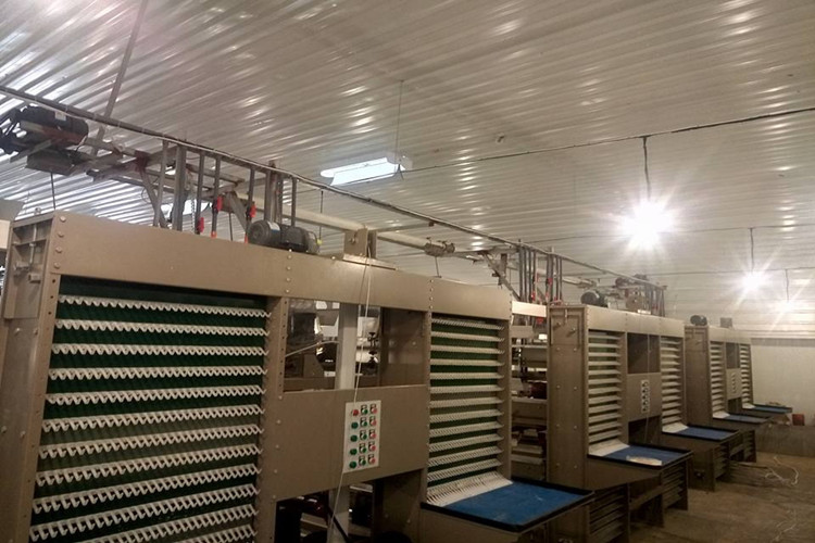 Коллекция яйца