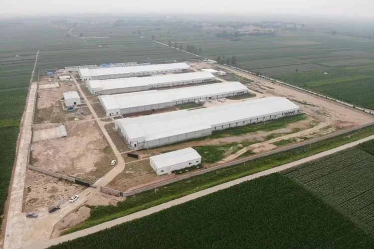 куриная ферма