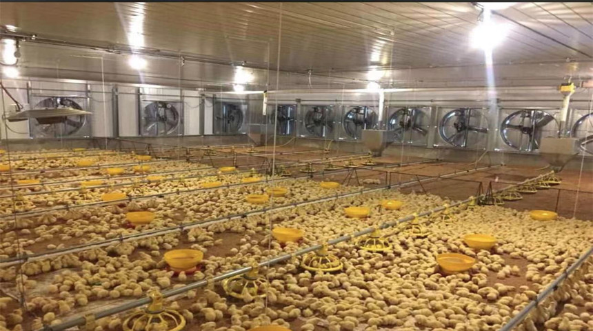 Птицеводная ферма для курицы бройлеров в Доминиканском