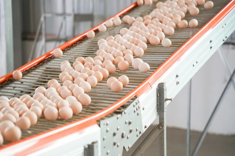 Коллекция яиц