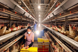Сборная фабрика размножения для производства яиц с куриными клетками птицы