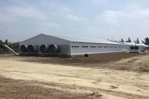 news_content_image_chicken-farm918569155456687771.jpg